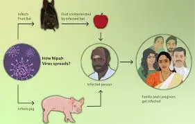 nipah virus outbreak kerala|प्रतिबंध लगाए गए-मास्क अनिवार्य 2024